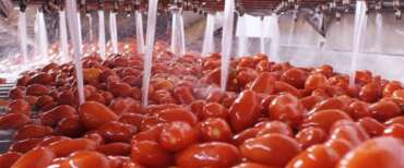 La “battaglia” per il pomodoro italiano contro la concorrenza sleale dell’Egitto: l’interrogazione