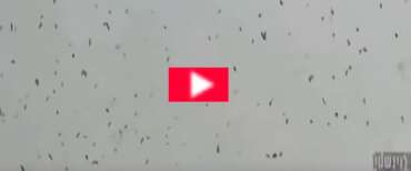 Corvi invadono i cieli di Tel Aviv: il video è virale e sul web si scatenano le teorie inquietanti sull’Apocalisse (video)