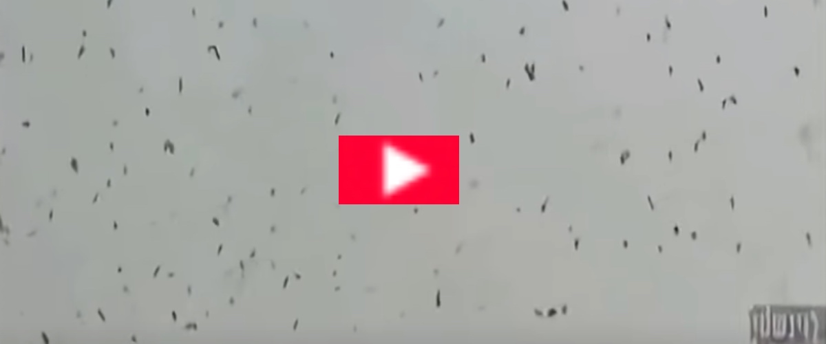 corvi invadono i cieli di tel aviv il video 232 virale e sul web si scatenano le teorie inquietanti sull8217apocalisse video da Secoloditalia.it corvi invadono i cieli di tel aviv il video 232 virale e sul web si scatenano le teorie inquietanti sull8217apocalisse video
