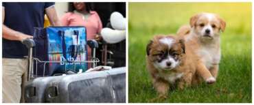 Dubai: è strage di cani e gatti. I ricchi proprietari li hanno soppressi o abbandonati prima della fuga “per praticità”