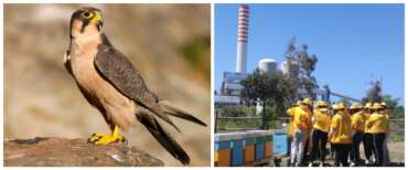 Giornata della Terra 2026, Enel in prima linea: dai ghiacciai all’agrivoltaico, così si tutela la biodiversità