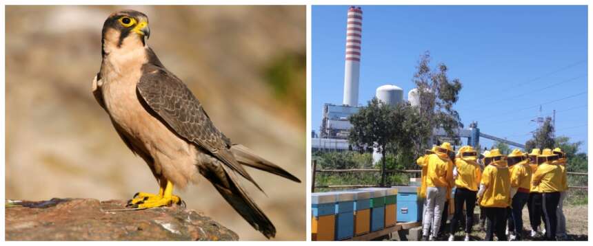 Giornata della Terra 2026, Enel in prima linea: dai ghiacciai all’agrivoltaico, così si tutela la biodiversità