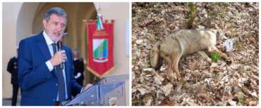 Strage di lupi in Abruzzo: è caccia all’avvelenatore. Marsilio: la Regione si costituirà parte civile