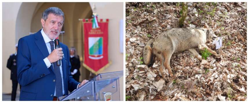 Strage di lupi in Abruzzo: è caccia all’avvelenatore. Marsilio: la Regione si costituirà parte civile