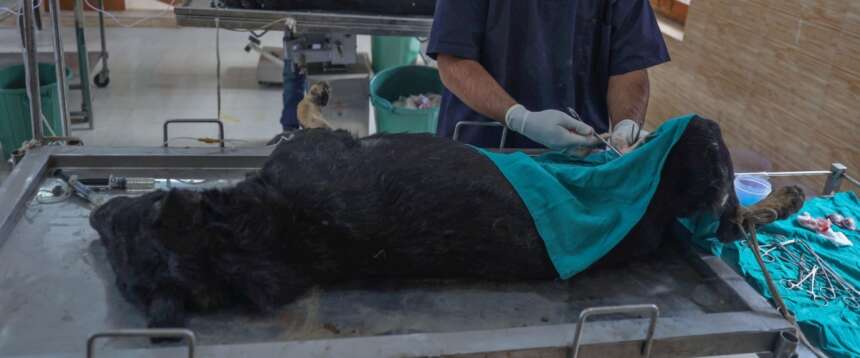 Orrore a Pavia accoltella il proprio cane e tenta di sgozzarlo perché deve compiere “un sacrificio”