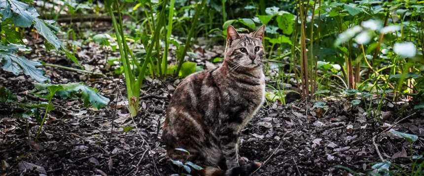 Orrore a Sarzana, nigeriano uccide e si cucina un gatto al parco giochi dei bambini. Ira Brambilla: ora sia punito