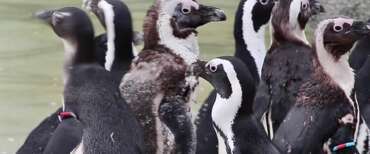 Ci salveranno i pinguini della Patagonia: i ricercatori Usa ne hanno adottati 54 come guardiani dell’ambiente