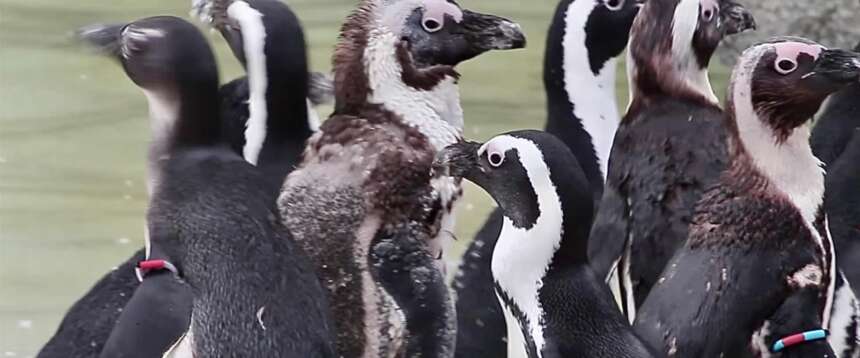 Ci salveranno i pinguini della Patagonia: i ricercatori Usa ne hanno adottati 54 come guardiani dell’ambiente