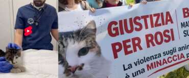 Rosy, la gatta seviziata a Roma comincia a migliorare. E ora è caccia al “mostro”