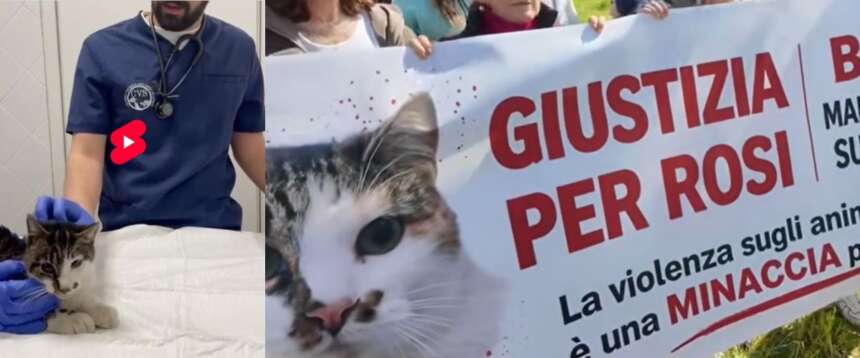 Rosy, la gatta seviziata a Roma comincia a migliorare. E ora è caccia al “mostro”