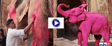 Artista russa dipinge un elefante di rosa che poi muore (video). Scoppia la protesta in India