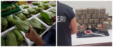 Allarme Kratom, la droga legale. Un consumatore su 16 finisce in terapia intensiva