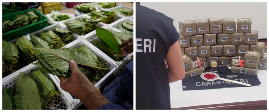 Allarme Kratom, la droga legale. Un consumatore su 16 finisce in terapia intensiva