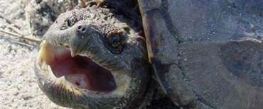 La tartaruga azzannatrice e lo squalo Mako si aggirano nei mari italiani: fobie dei bagnanti o pericolo reale?