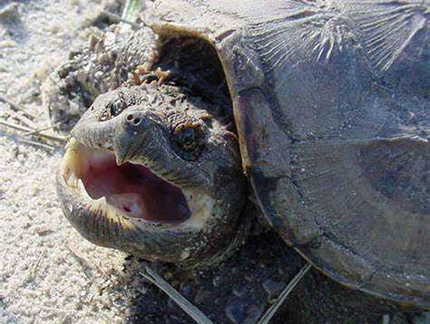 La tartaruga azzannatrice e lo squalo Mako si aggirano nei mari italiani: fobie dei bagnanti o pericolo reale?