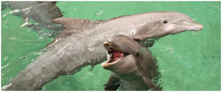 Delfini kamikaze nello Stretto di Hormuz: il Pentagono non smentisce l’esistenza di animali addestrati