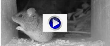 Hantavirus, è il topo colilargo il nuovo incubo. I tiktoker sfidano il contagio: “E’ così carino” (video)