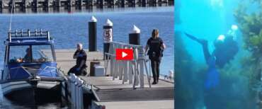 Attacco fatale di uno squalo a un sub 35enne in Australia