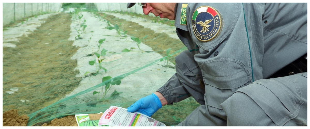 Vendevano ai ristoranti di Prato frutta e verdura coltivate vicino alla discarica: denunciate tre aziende cinesi