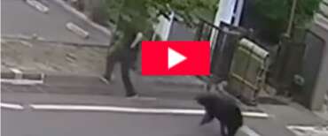 Giappone, orso aggredisce un operaio e ferisce altre 4 persone: stato di emergenza e scuole chiuse (video)