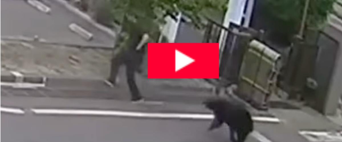 giappone orso aggredisce un operaio e ferisce altre 4 persone stato di emergenza e scuole chiuse video da Secoloditalia.it giappone orso aggredisce un operaio e ferisce altre 4 persone stato di emergenza e scuole chiuse video