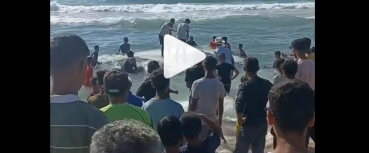 una nave della flotilla arriva a gaza 232 un relitto alla deriva ma loro esultano non ci stiamo fermando video da Secoloditalia.it una nave della flotilla arriva a gaza 232 un relitto alla deriva ma loro esultano non ci stiamo fermando video