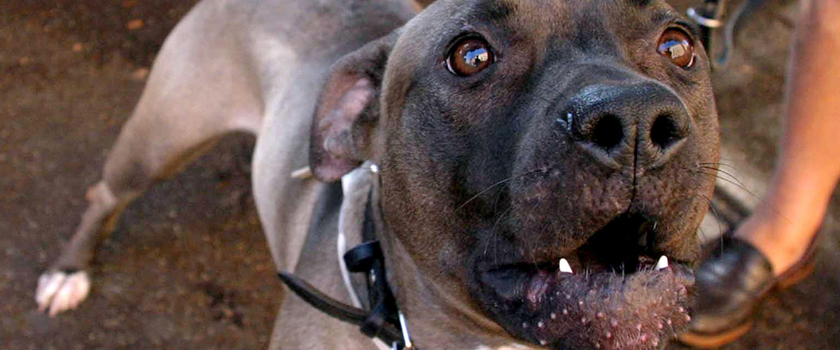 Pitbull sbranò una neonata: fu accusato il padre ma le indagini lo scagionano. “Ho vissuto un inferno”