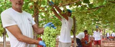 I numeri del lavoro in agricoltura: i dati smentiscono gli stereotipi ideologici di certa sinistra