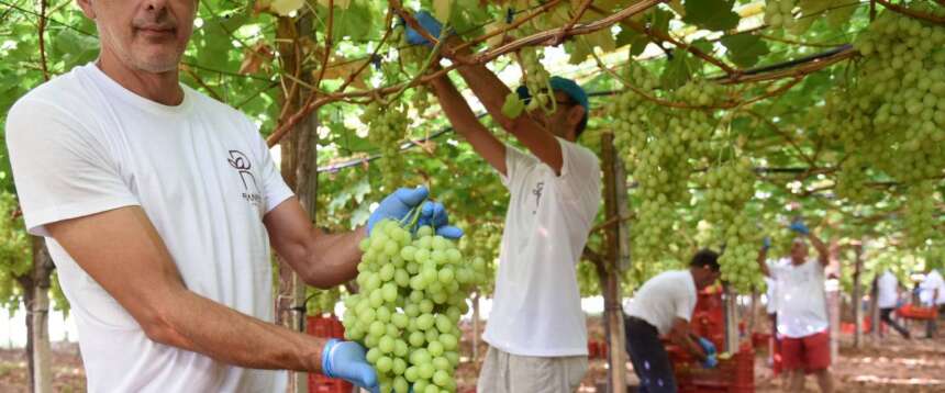 I numeri del lavoro in agricoltura: i dati smentiscono gli stereotipi ideologici di certa sinistra