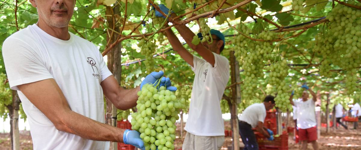 I numeri del lavoro in agricoltura: i dati smentiscono gli stereotipi ideologici di certa sinistra