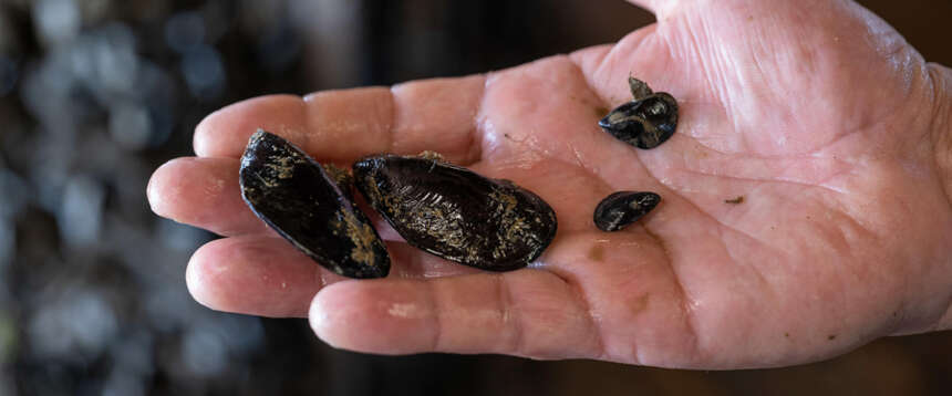 Caldo record nel Delta del Po, strage di cozze e vongole: acqua fino a 32 gradi