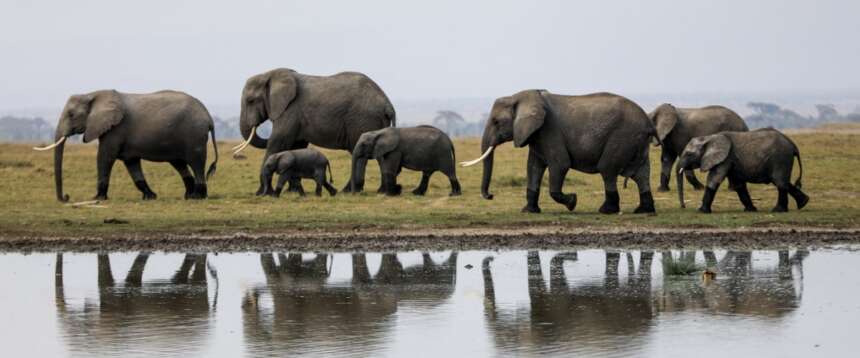 Misteriosa morte di 15 elefanti in Kenya in un solo mese, non era mai successo. Le autorità aprono un’inchiesta