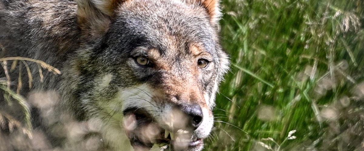 caccia al lupo che ha aggredito una bimba di 4 anni in un parco di arrone la prefettura di terni mobilita una task force da Secoloditalia.it caccia al lupo che ha aggredito una bimba di 4 anni in un parco di arrone la prefettura di terni mobilita una task force