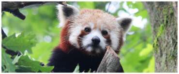 Il bioparco di Torino piange Haiku, uno dei panda rossi più vecchi ospitati in Italia: aveva dodici anni