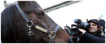 Muore “Il capitano”, addio a Varenne, il più grande trottare di tutti i tempi: una leggenda chiamata cavallo