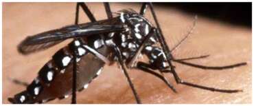 West Nile