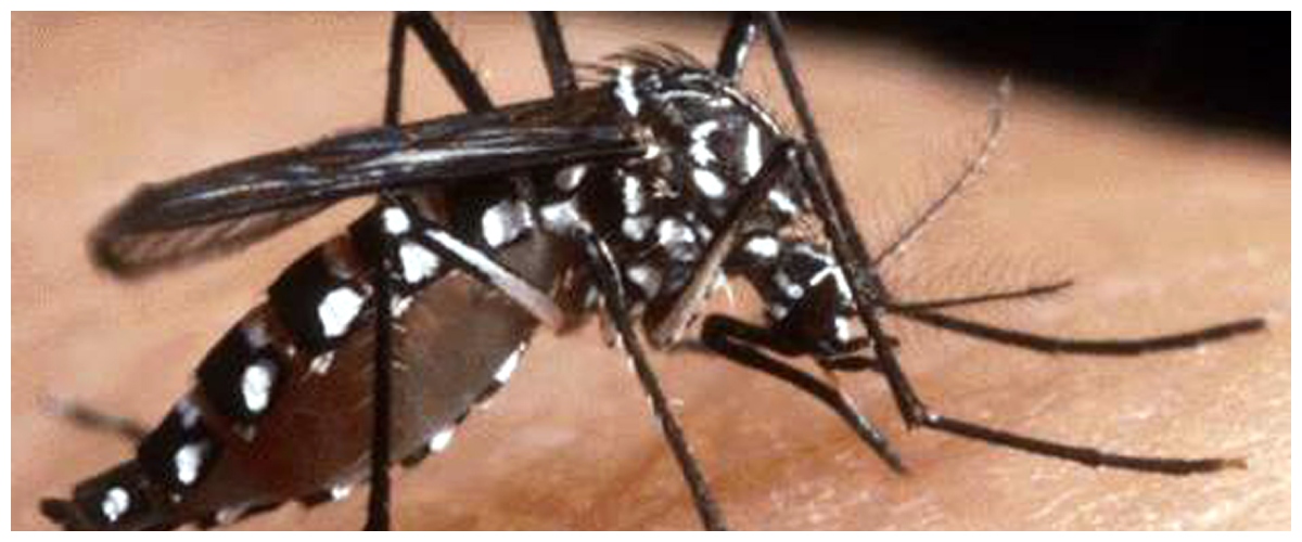 west nile una donna di chieti in prognosi riservata il virus circola in tutta italia finora 13 morti da Secoloditalia.it west nile una donna di chieti in prognosi riservata il virus circola in tutta italia finora 13 morti