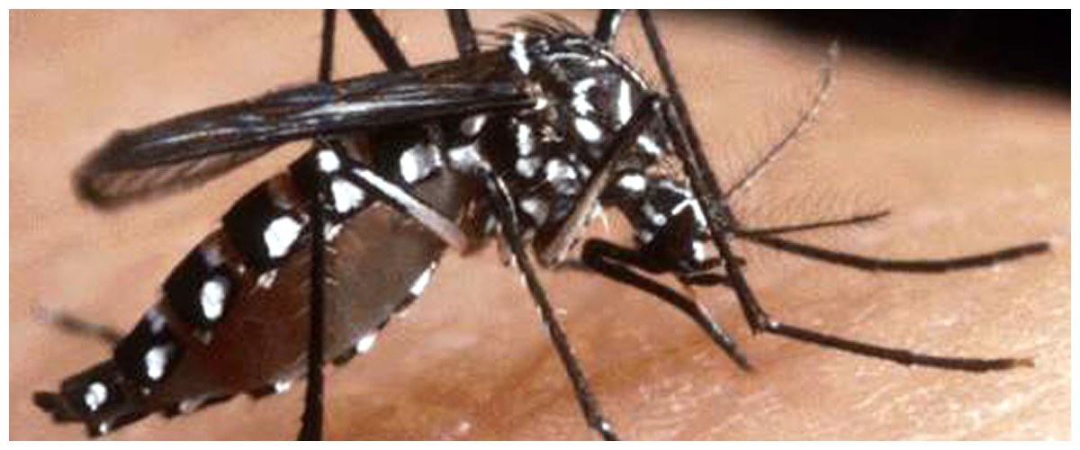 west nile morta una donna nel napoletano salgono i contagi a oristano dieci persone ricoverate in ospedale da Secoloditalia.it west nile morta una donna nel napoletano salgono i contagi a oristano dieci persone ricoverate in ospedale