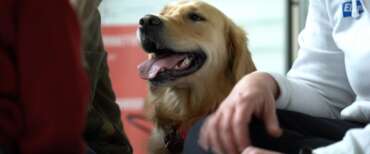 Giornata mondiale del cane: in Italia sono oltre 9 milioni ma ogni anno 55mila vengono abbandonati