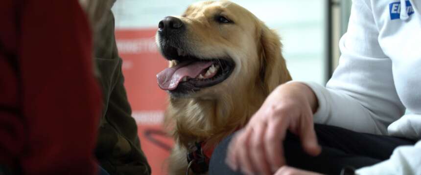 Giornata mondiale del cane: in Italia sono oltre 9 milioni ma ogni anno 55mila vengono abbandonati
