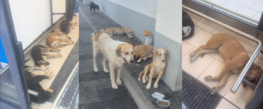 cani al supermercato Licata