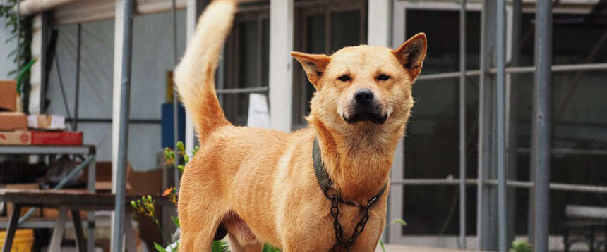 Carne di cane a tavola contro l’afa in Corea del Nord. Che razza si mangia e che cosa dice il medico