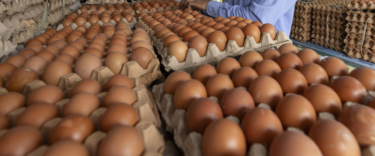 Allarme salmonella nella uova di Eurospin: quali sono i lotti e il marchio che risultano contaminati