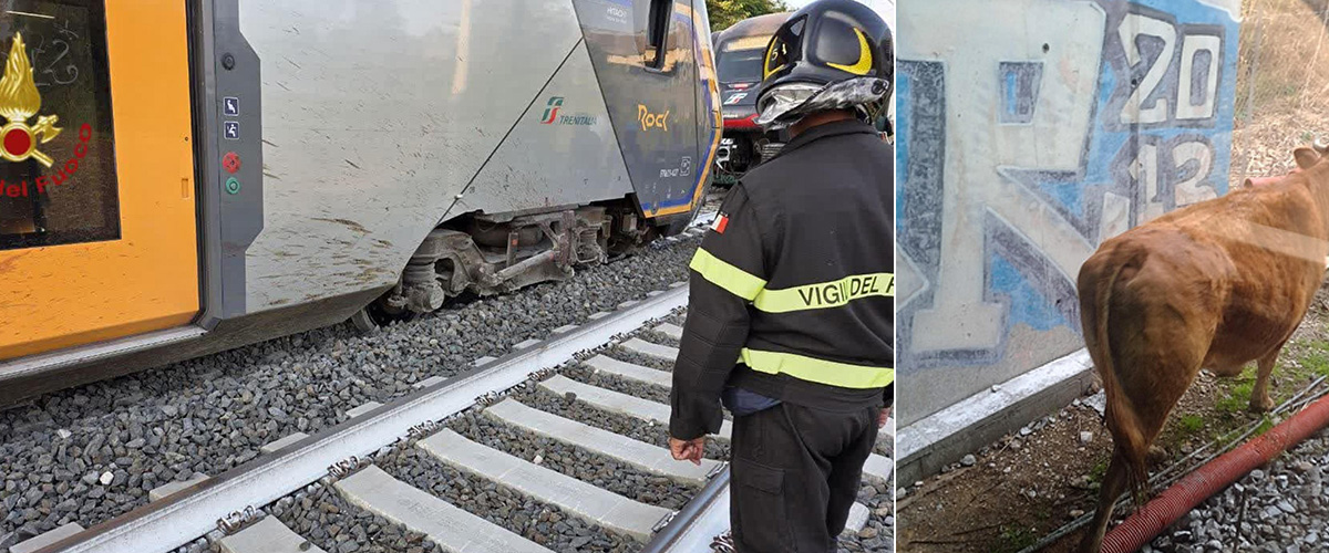 Mucche sui binari, treno le travolge e rischia di deragliare vicino Roma. Circolazione regionale in tilt