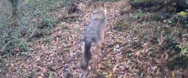 Abbattimento del secondo lupo a Bolzano, gli animalisti insorgono: “Una decisione politica e non scientifica”