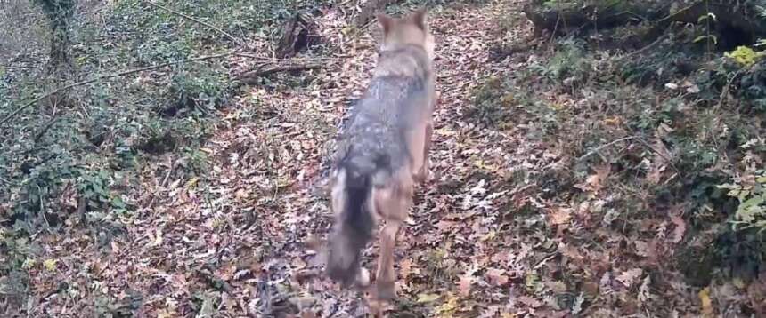 Abbattimento del secondo lupo a Bolzano, gli animalisti insorgono: “Una decisione politica e non scientifica”