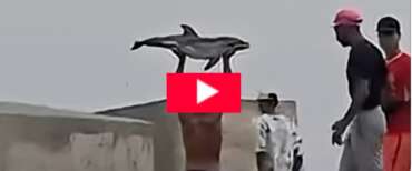 L’ultima brutalità a Ceuta: delfino preso a bastonate e esposto dai migranti in spiaggia come un trofeo (video)