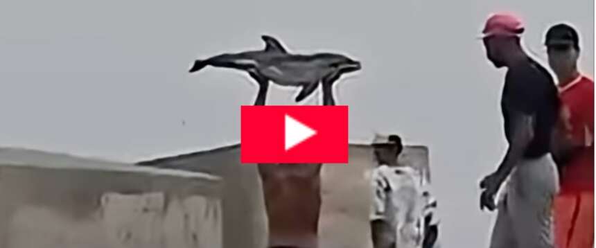 L’ultima brutalità a Ceuta: delfino preso a bastonate e esposto dai migranti in spiaggia come un trofeo (video)