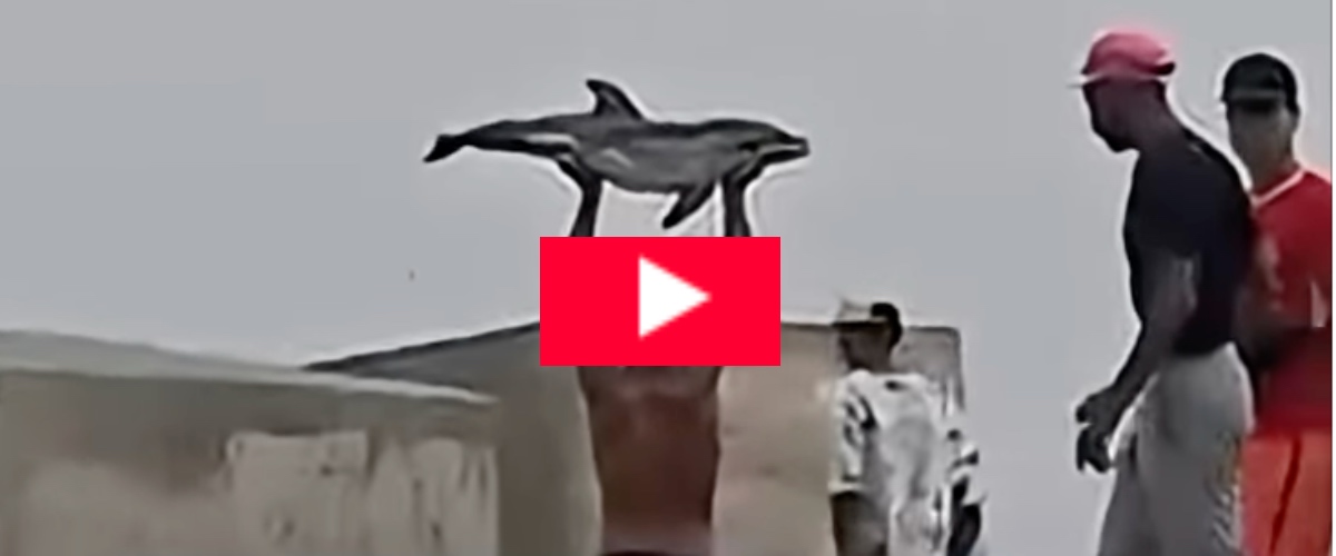 l8217ultima brutalit224 a ceuta delfino preso a bastonate e esposto dai migranti in spiaggia come un trofeo video da Secoloditalia.it l8217ultima brutalit224 a ceuta delfino preso a bastonate e esposto dai migranti in spiaggia come un trofeo video