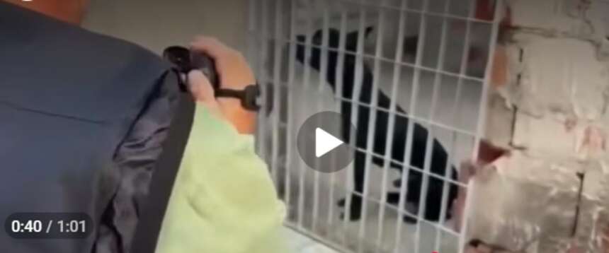 Scoperto “l’inferno dei pitbull”: 13 cani sequestrati e 6 indagati per un giro di combattimenti clandestini (video)